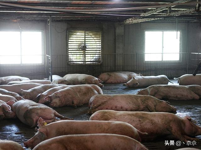 全自动猪粪有机肥生产线帮助农民增加生产和创造收入